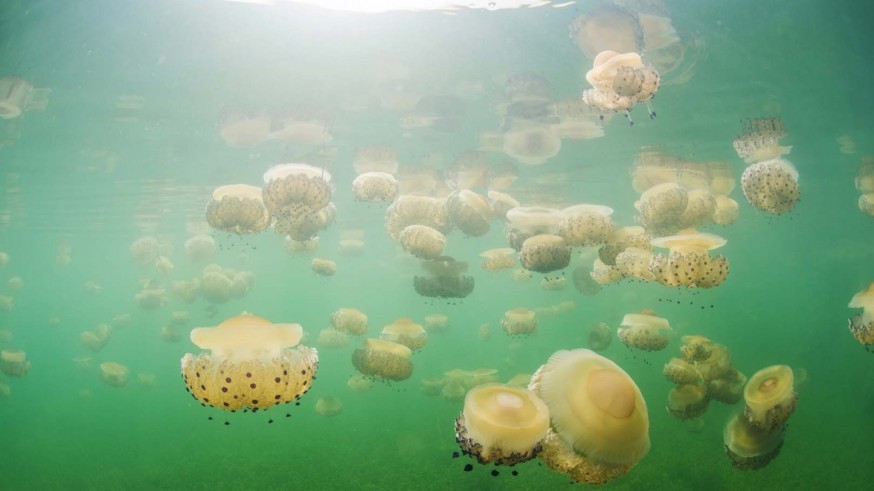 Reunión de alcaldes del Mar Menor para frenar las medusas sin redes