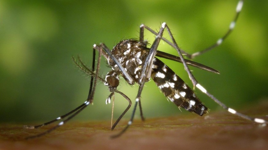Salud pide extremar la vigilancia en los huertos y balcones para evitar la proliferación del mosquito tigre