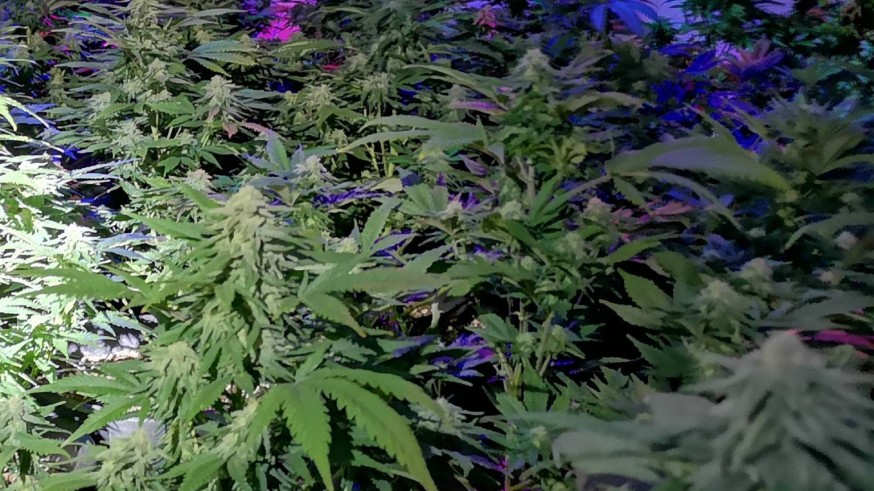Plantación de marihuana