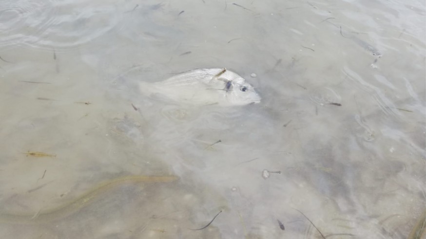 El episodio de mortandad de peces tuvo lugar el 12 de octubre