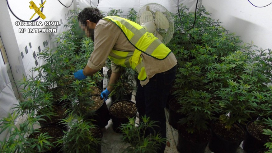 Invernadera de marihuana desmantelada en Cabo de Palos