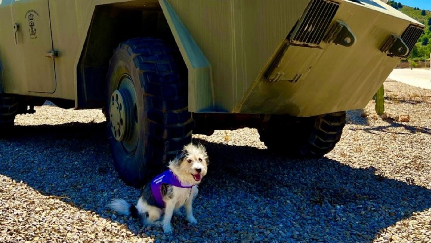 Sheldon, un perro con mucho fondo