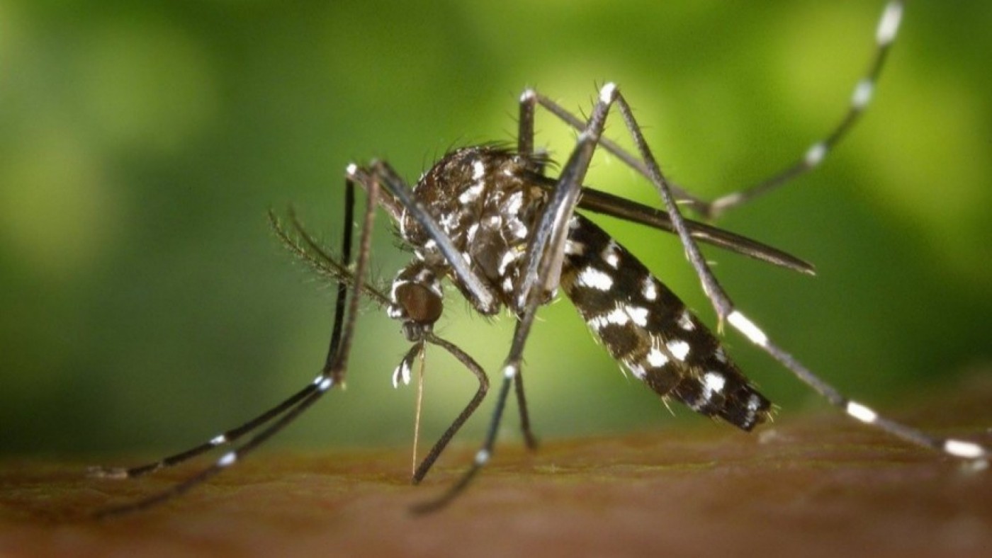Los últimos meses de sequía en el país determinan la ausencia del mosquito tigre