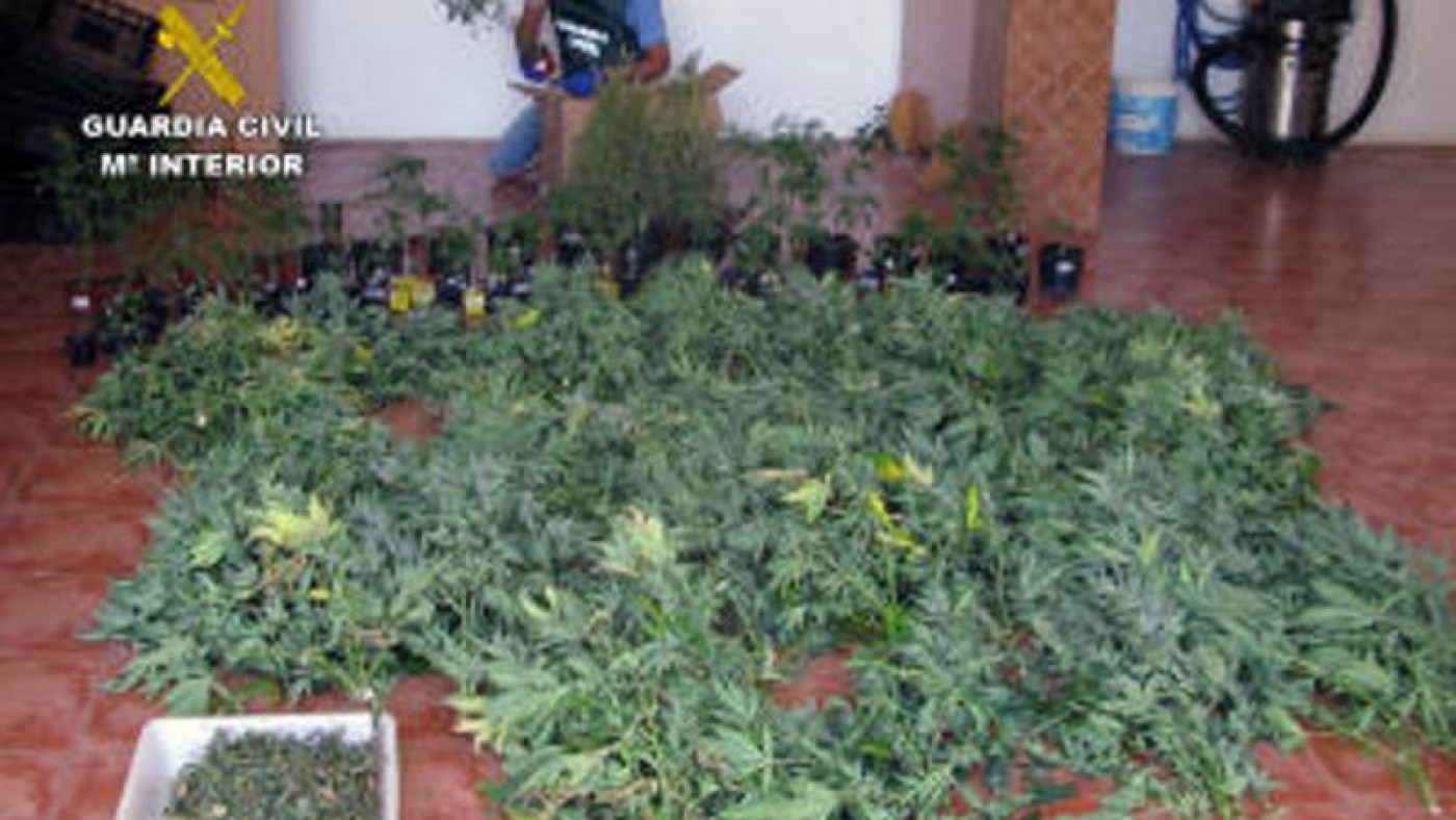 Plantas de marihuana incautadas por la Guardia Civil. GUARDIA CIVIL