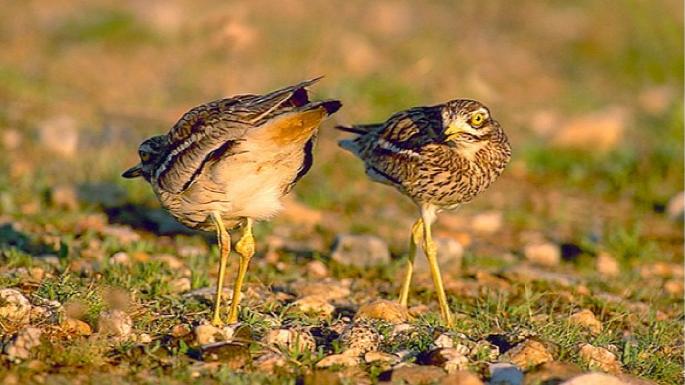 Desaparecen el 77% de las aves agrarias por la agricultura intensiva y los pesticidas