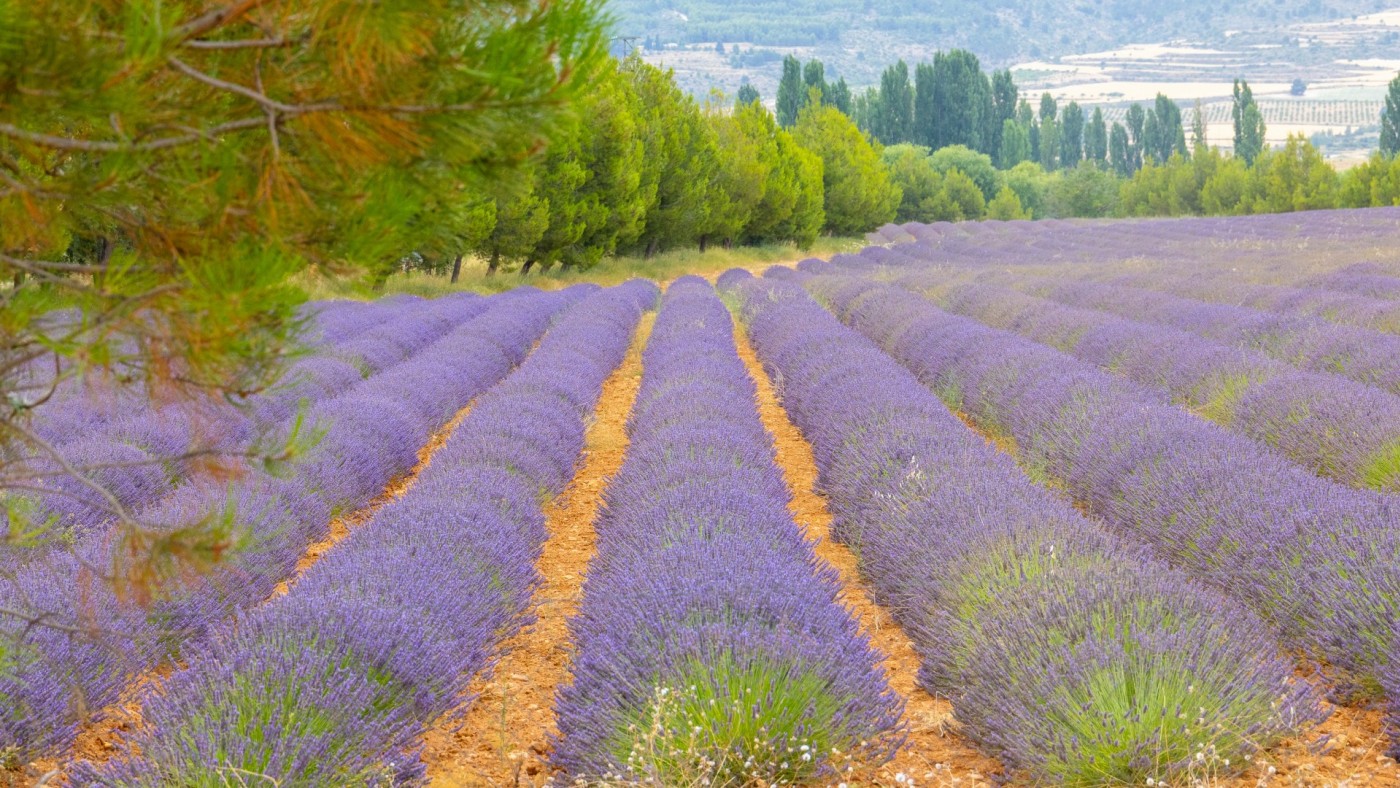 Crece el turismo aromático en el Noroeste