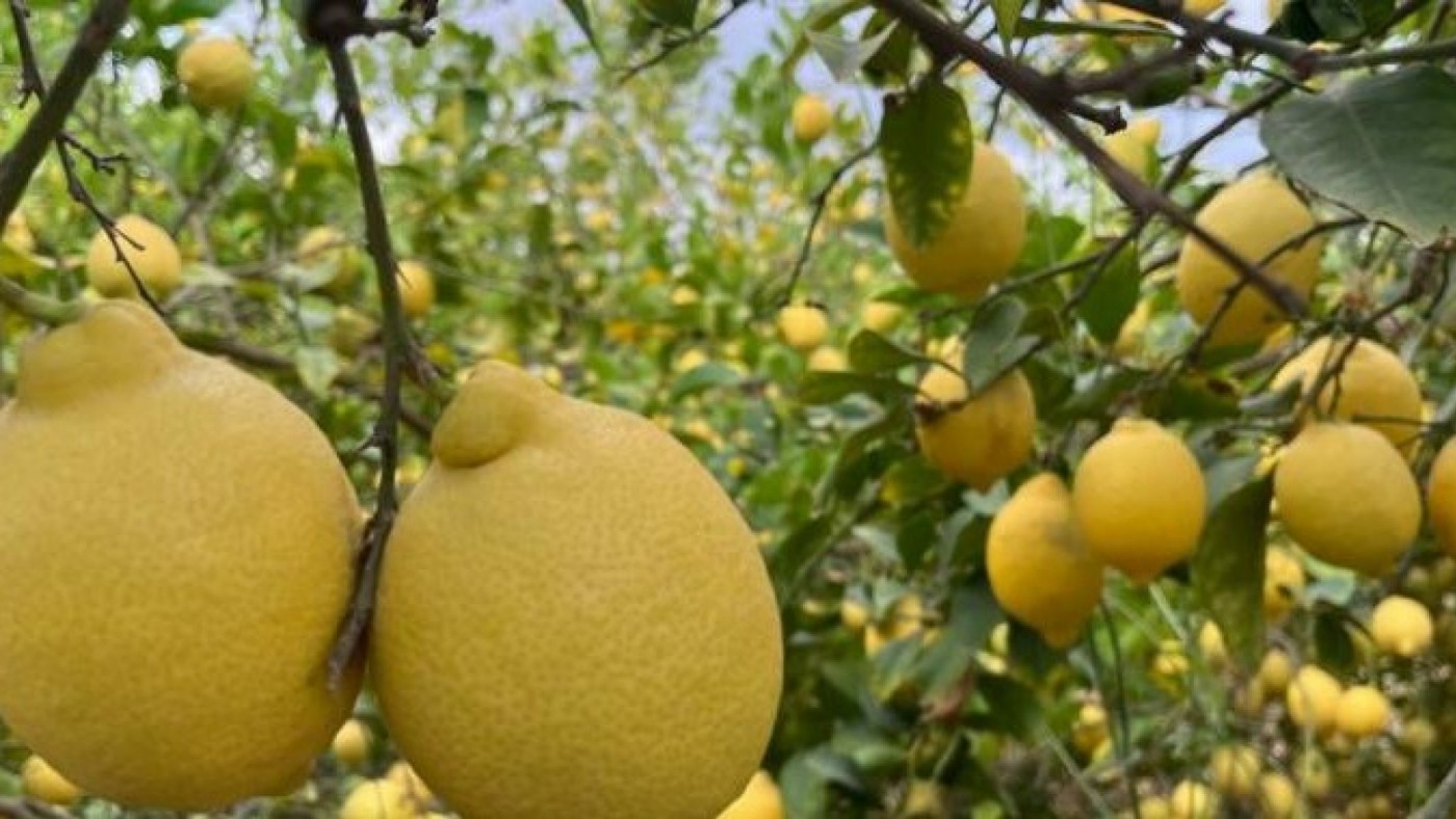 La plaga que puede acabar con la mitad de los limoneros