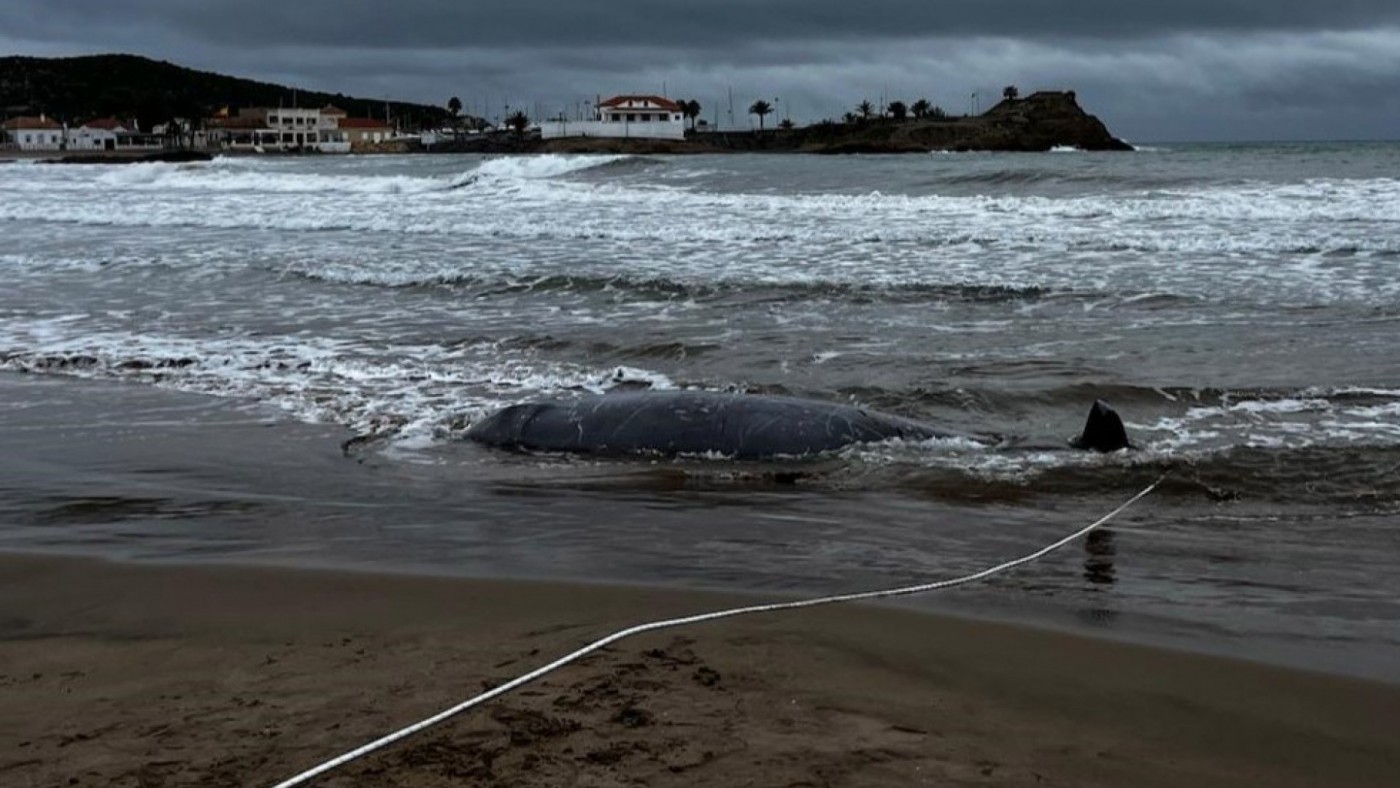 ANSE denuncia la aparición de cuatro cetáceos de gran tamaño en Mazarrón, Águilas, Pulpí y Carboneras