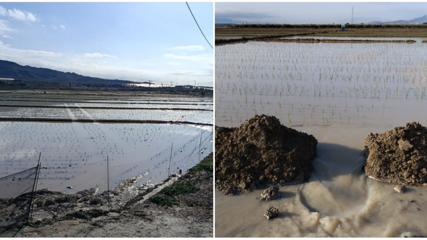 Las lluvias anegan fincas, incomunican caminos y arrasan cultivos de brócoli, cebollas y parrales en Alhama y Totana