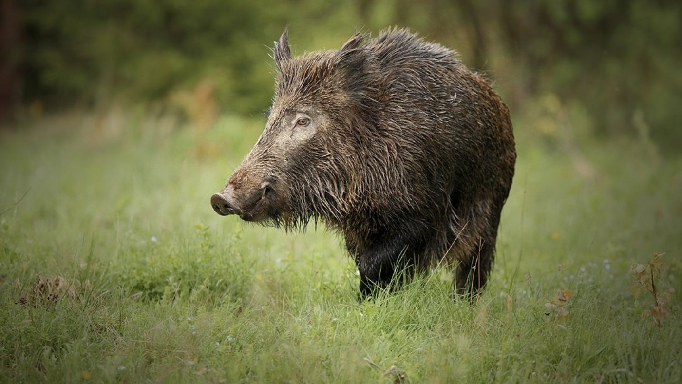 Los cazadores alertan del grave peligro que puede suponer la peste porcina africana
