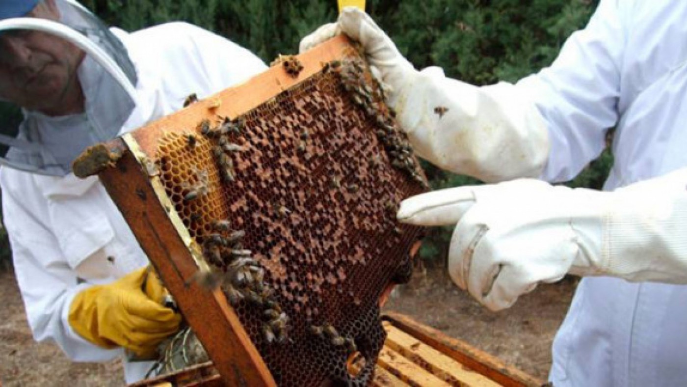 Dos apicultores con una colmena