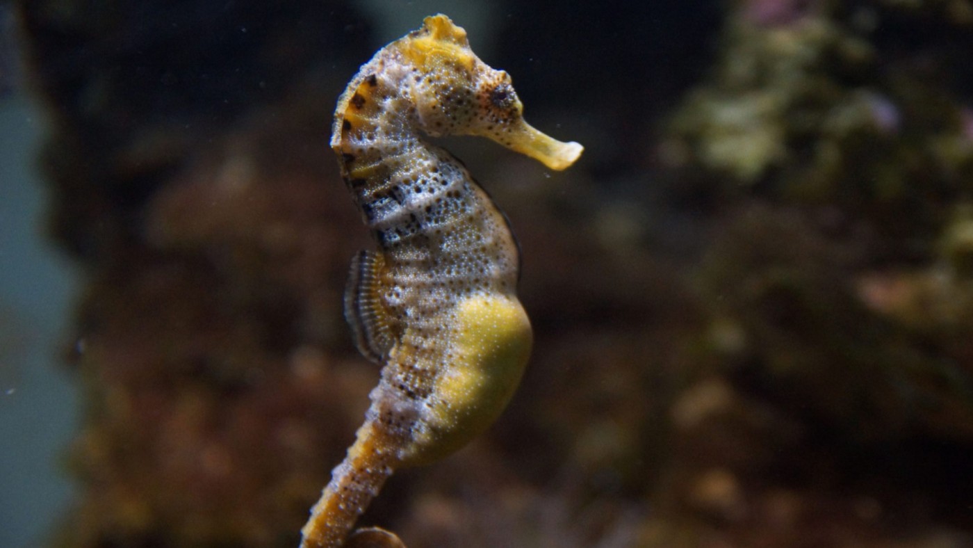 VIDEO | Nacen 39 caballitos de mar en el aquarium de la UMU