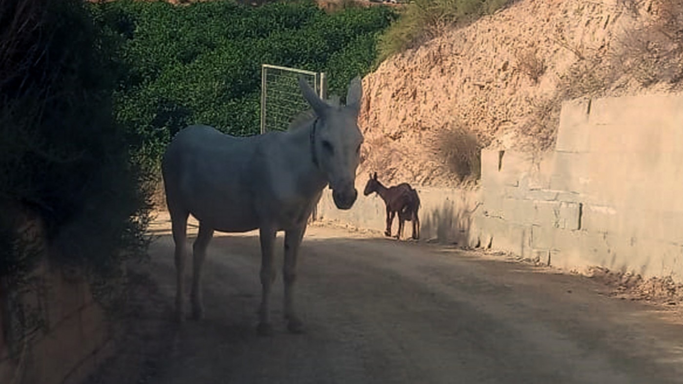 Un burro y una cabra deambulando por una carretera de Librilla. GUARDIA CIVIL