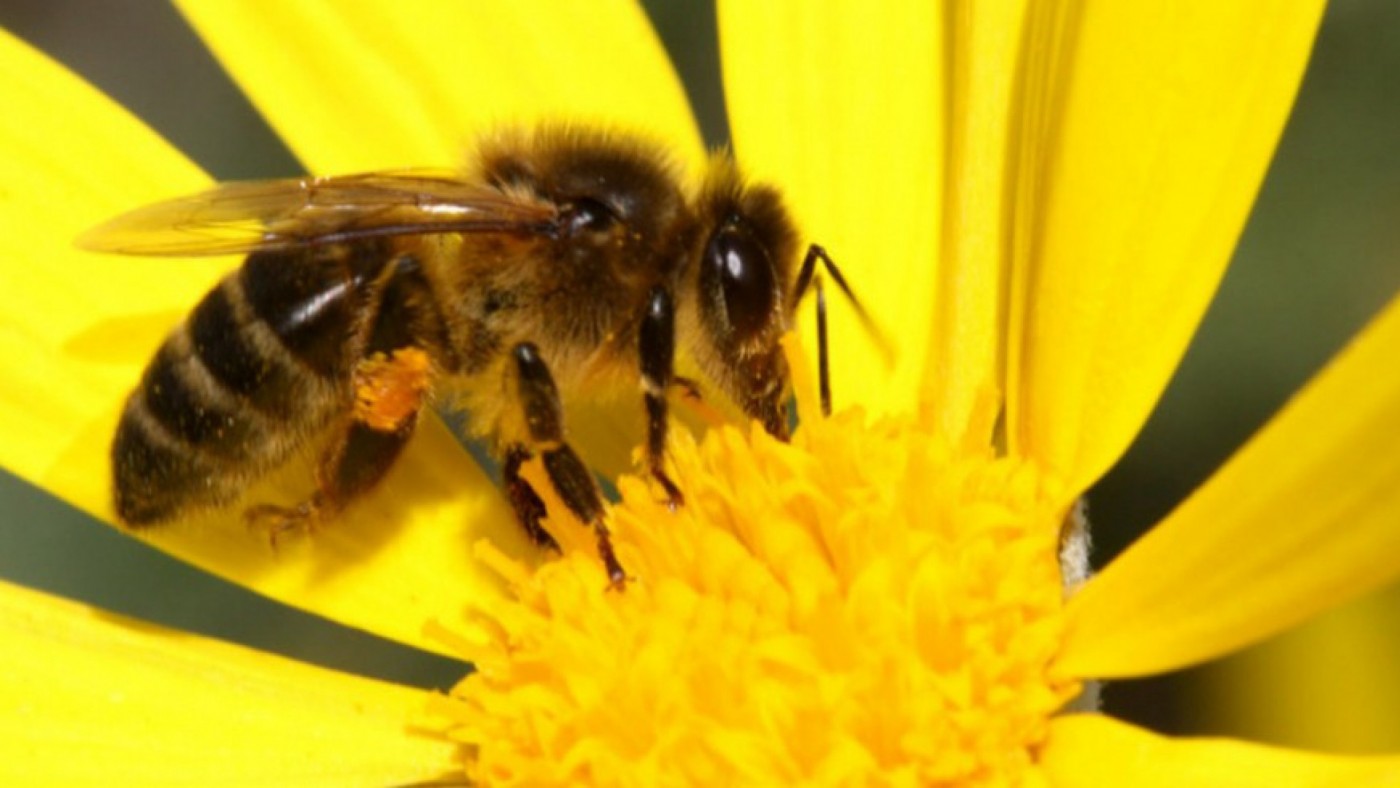 Las abejas, responsables del 60 por ciento de la polinización mundial