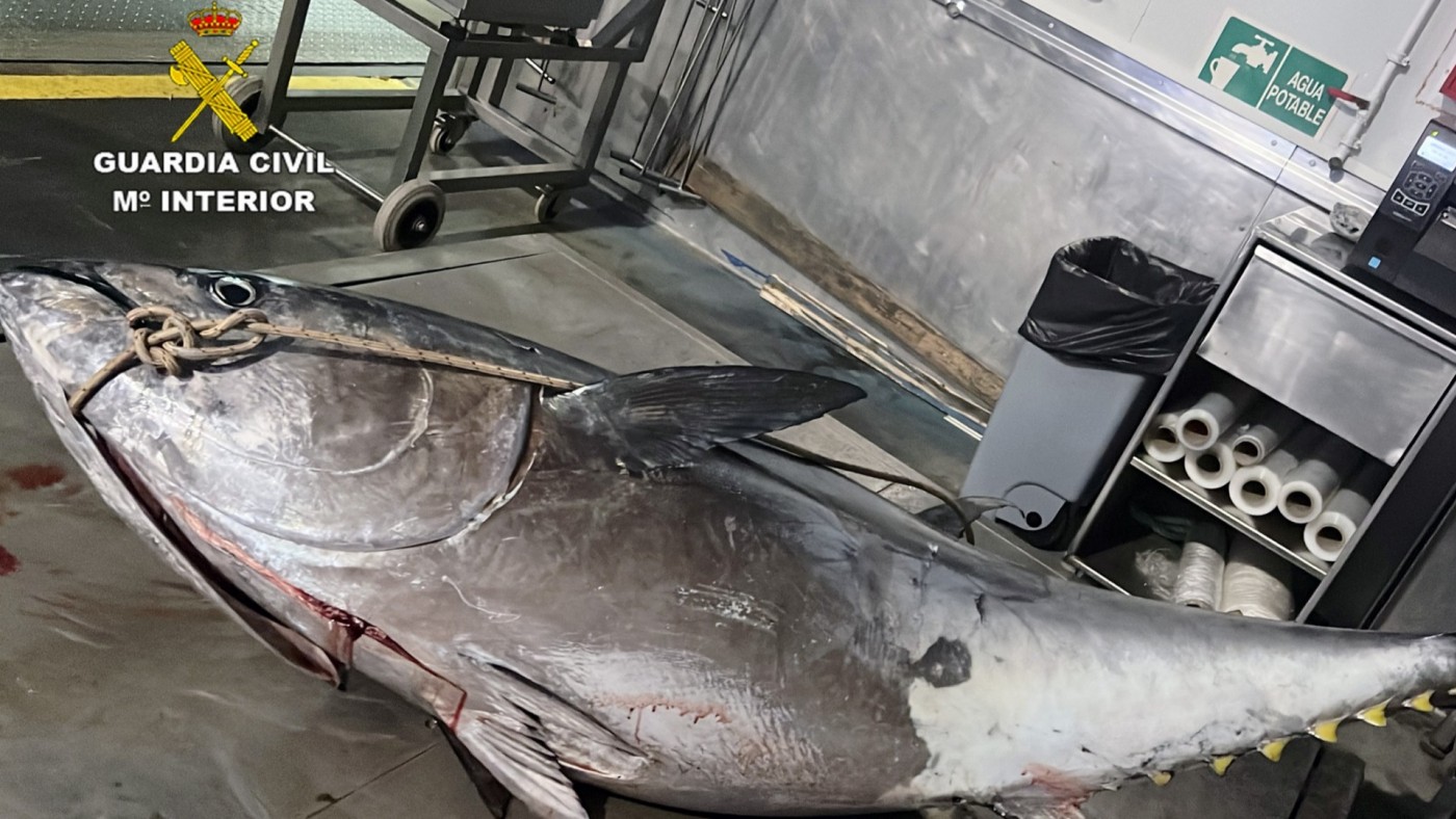 Desmantelado un grupo criminal dedicado al robo de atún rojo en la Región