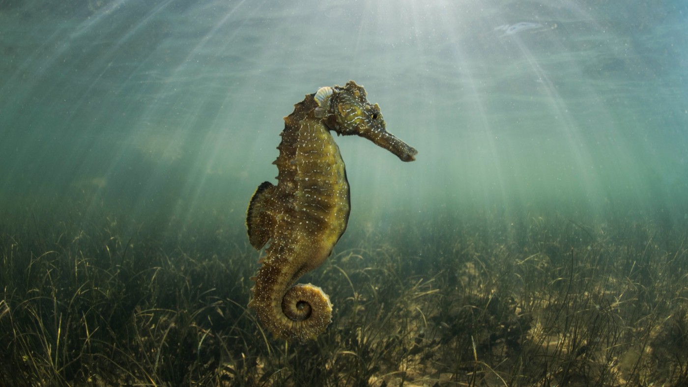 Medio Ambiente edita un libro de fotografía sobre la flora y fauna submarina del Mar Menor