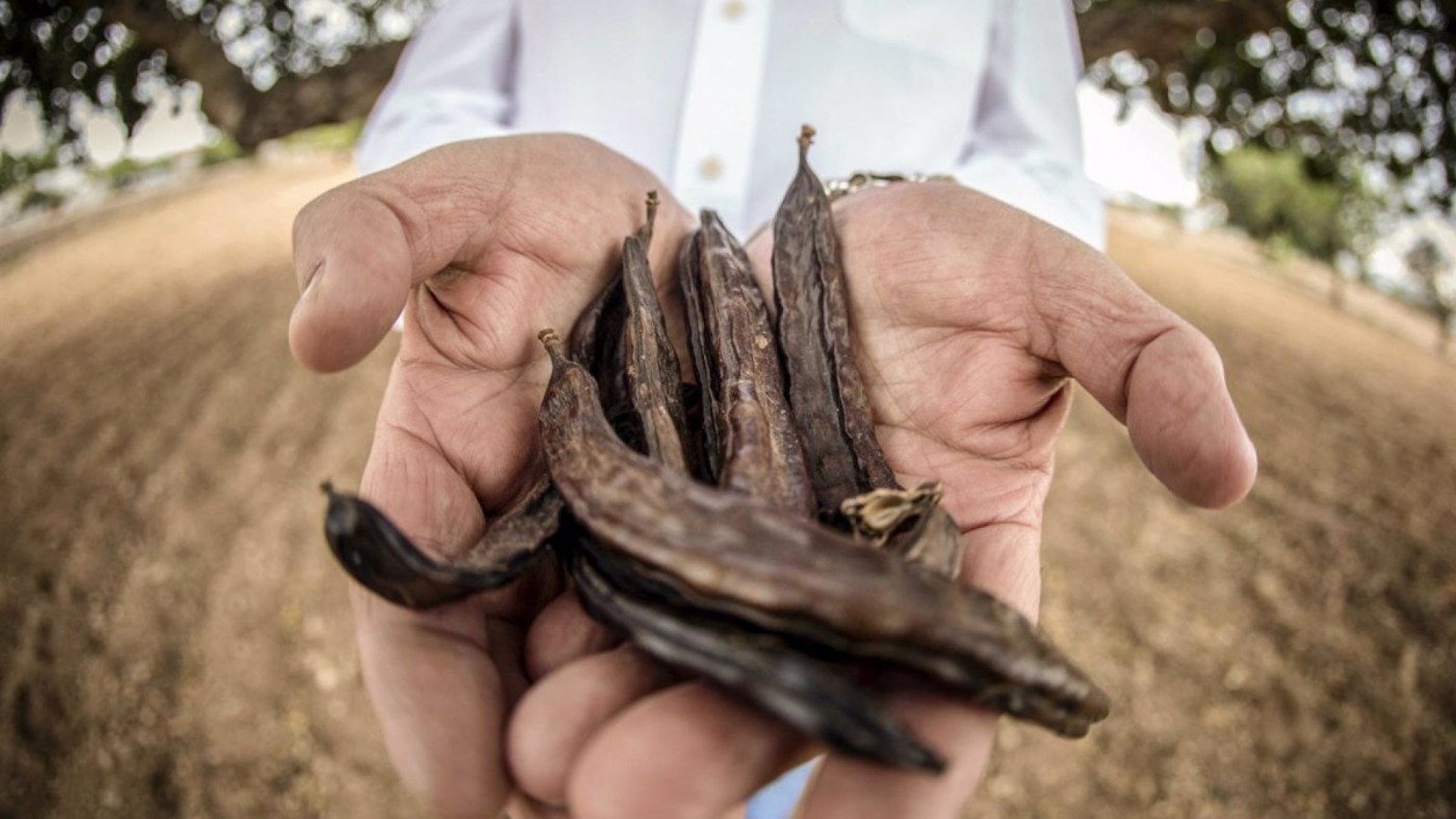 Cultivo de algarrobo 