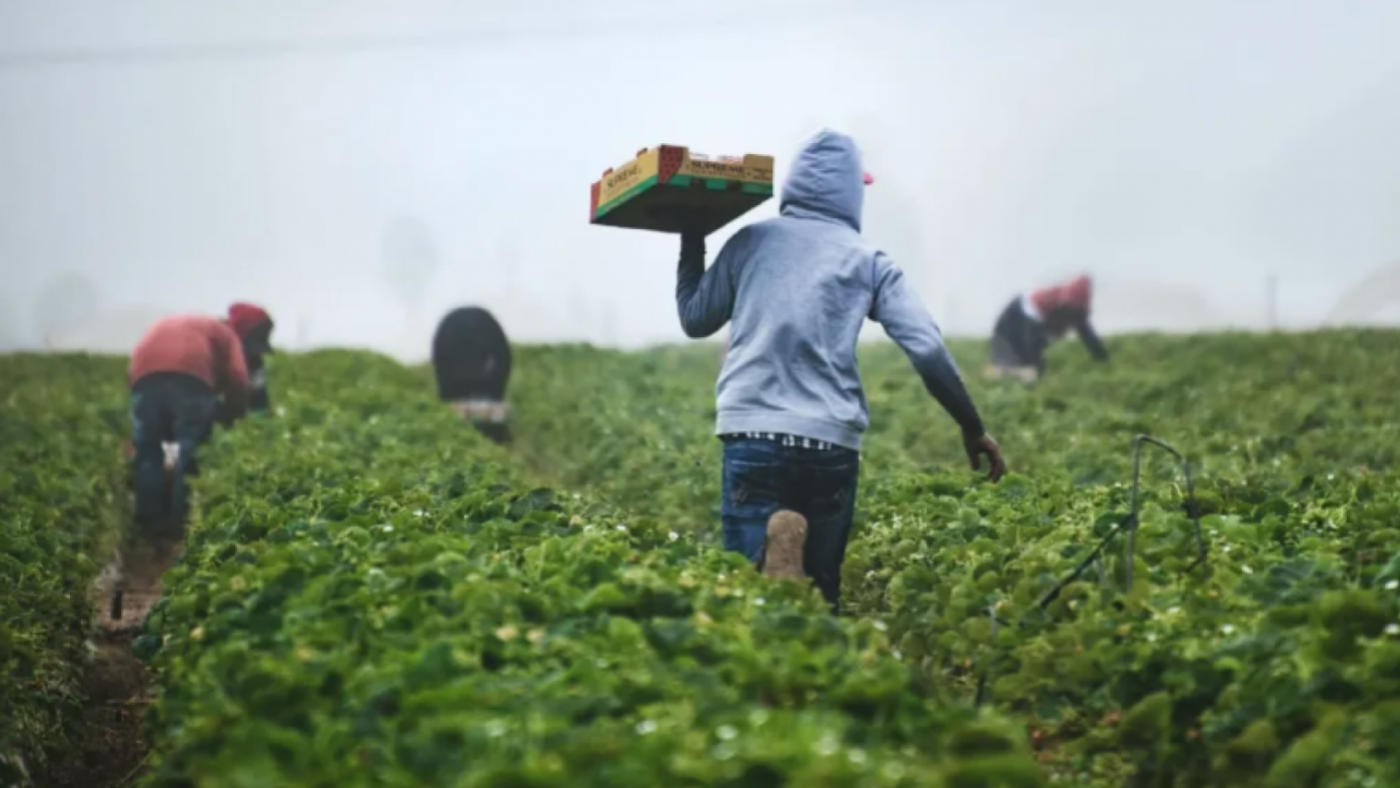 La Región de Murcia es la segunda CCAA con mayor ocupación en el sector agro