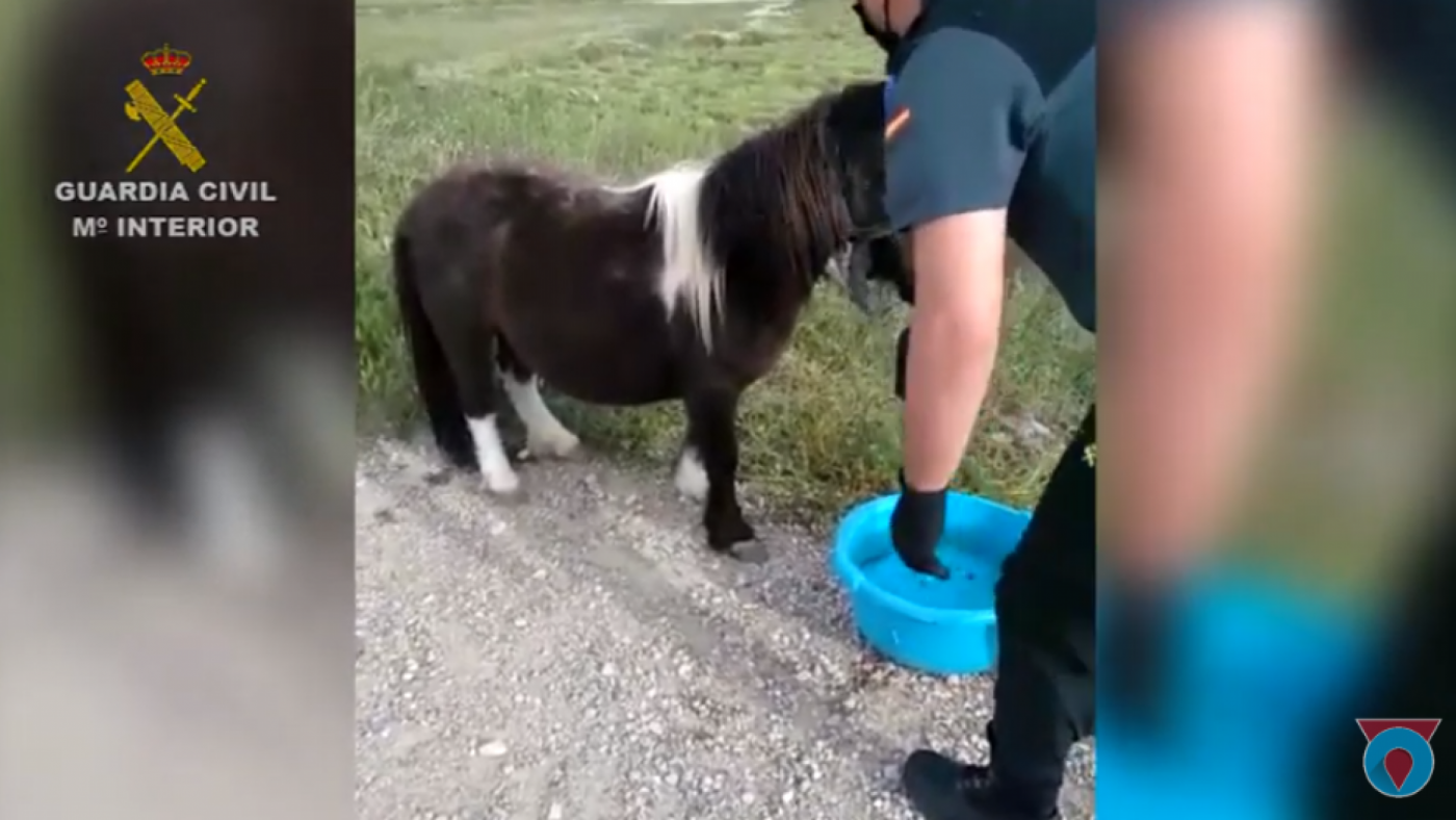 La Guardia Civil auxilia a un pony atado al sol sin agua en Lorca