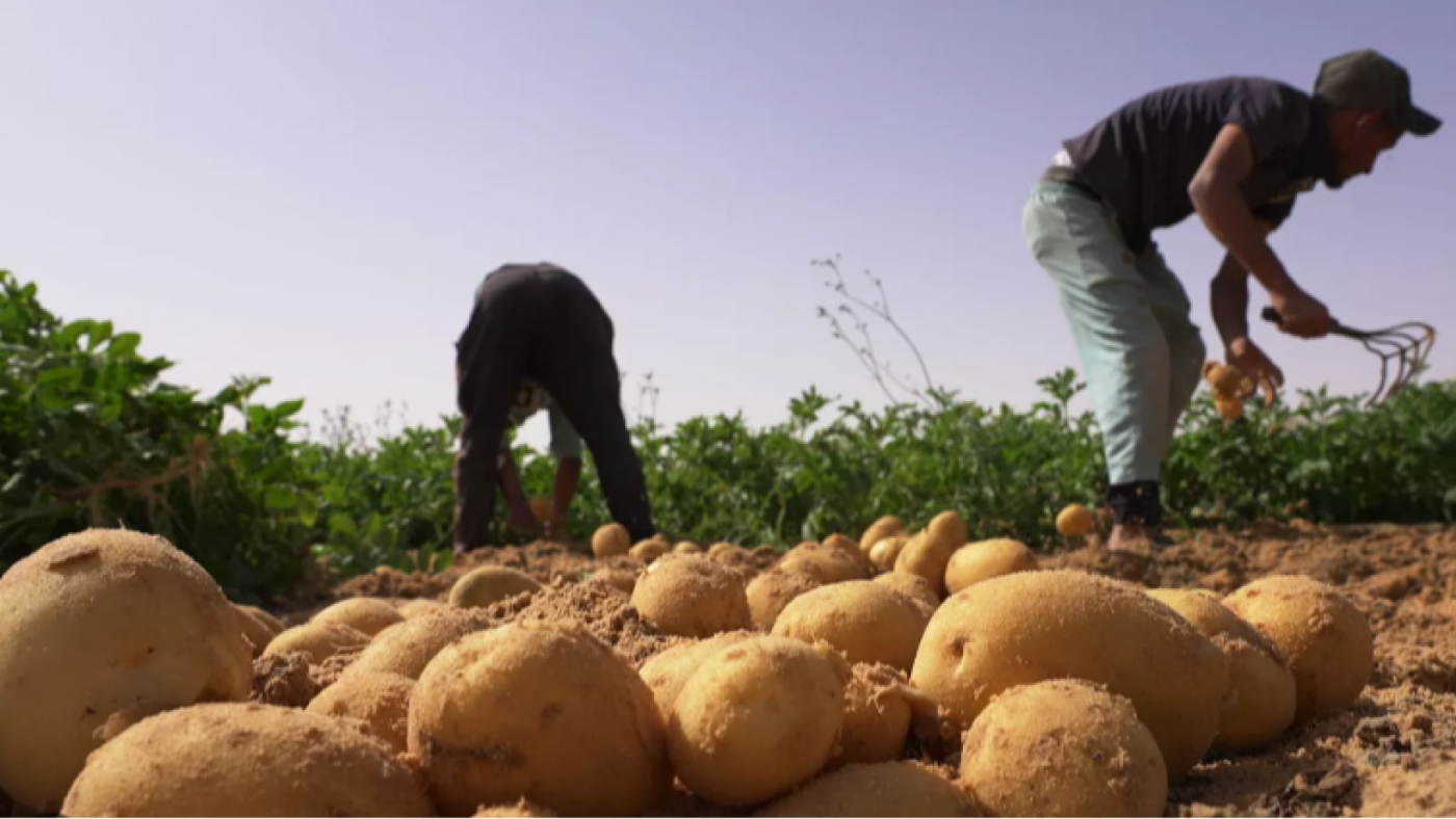 Una asociación agrícola pretende recuperar técnicas antiguas de cultivo y sacar el máximo rendimiento con los conocimientos actuales