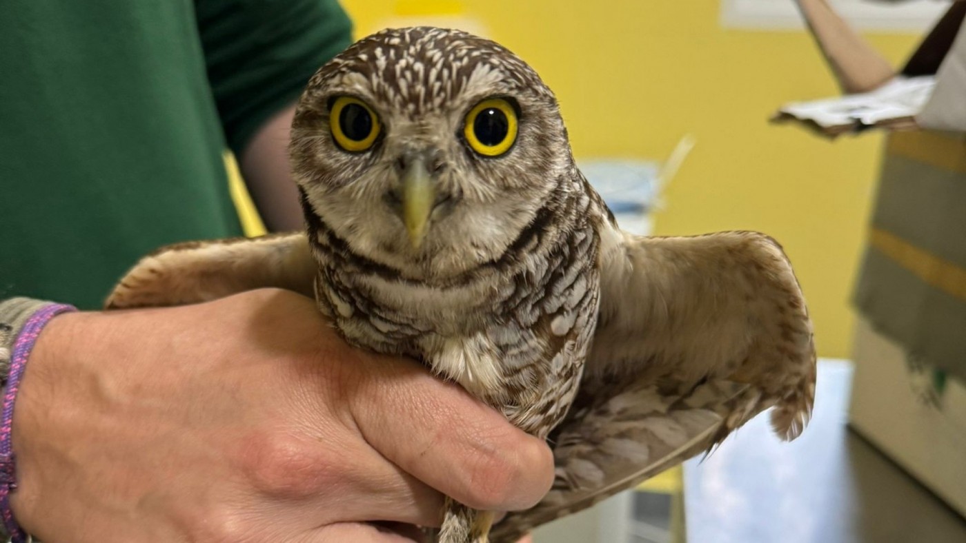 Dos mochuelos llegados en crucero desde Miami sobreviven gracias a su rescate en Murcia