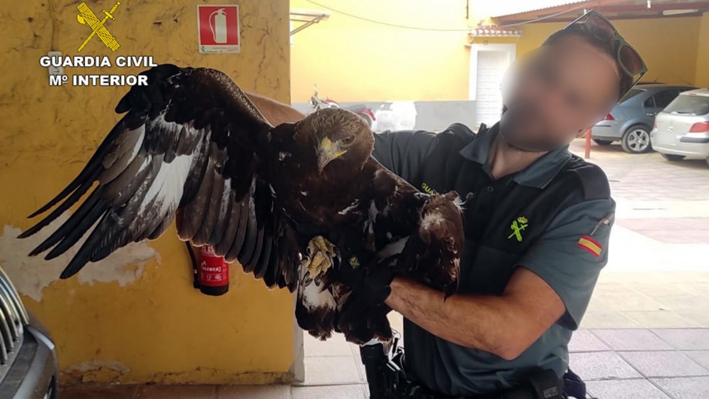 La Guardia Civil recupera un águila real herida en Alhama