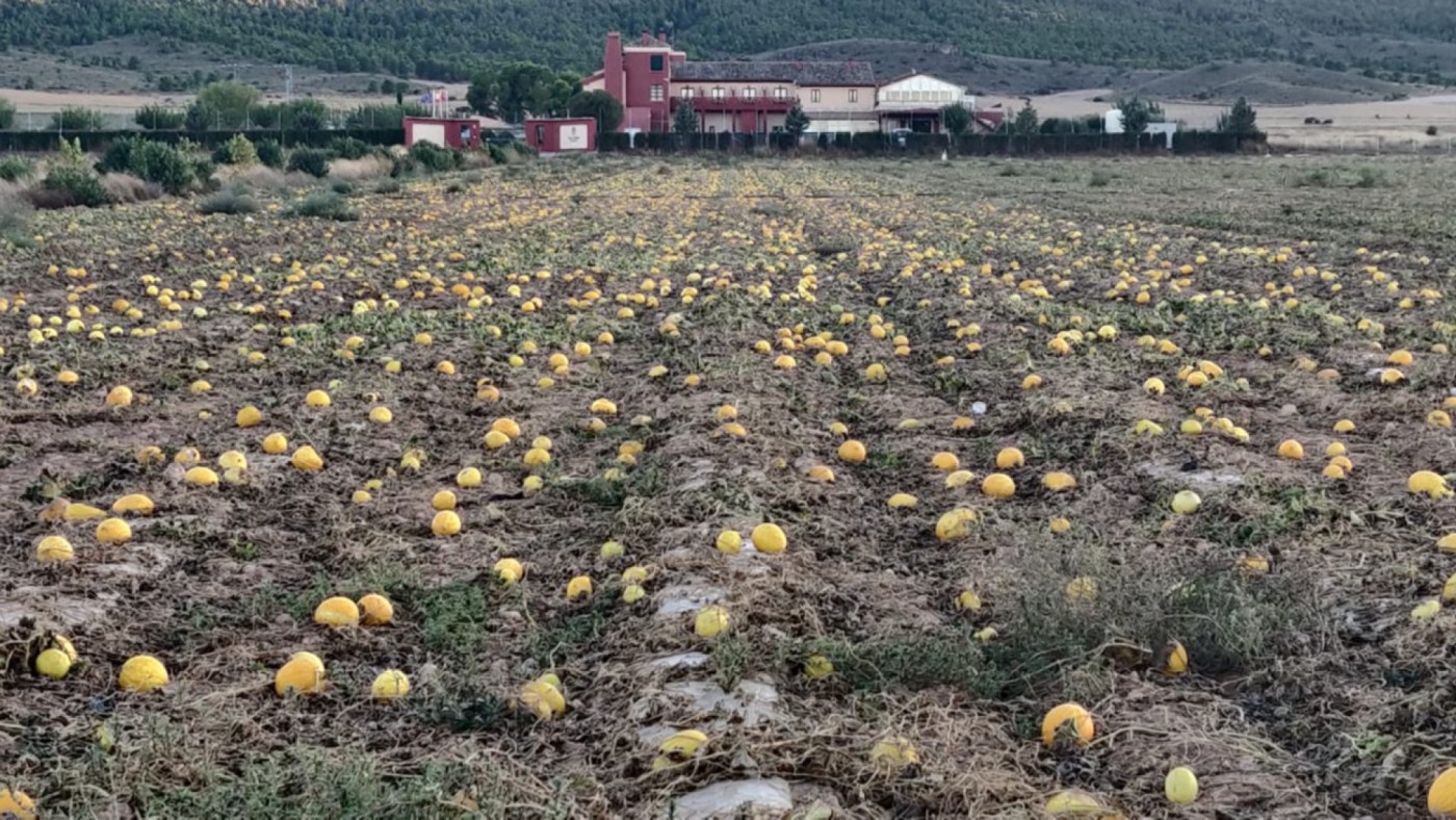 Melones abandonados en un paraje de yecla