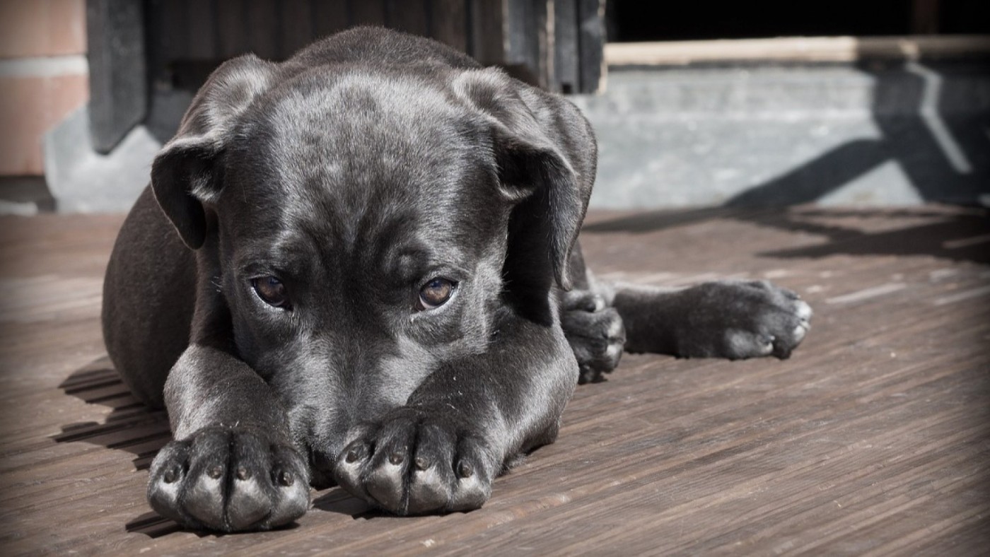 Vacaciones para todos: auge de los hoteles caninos con un 100 % de ocupación