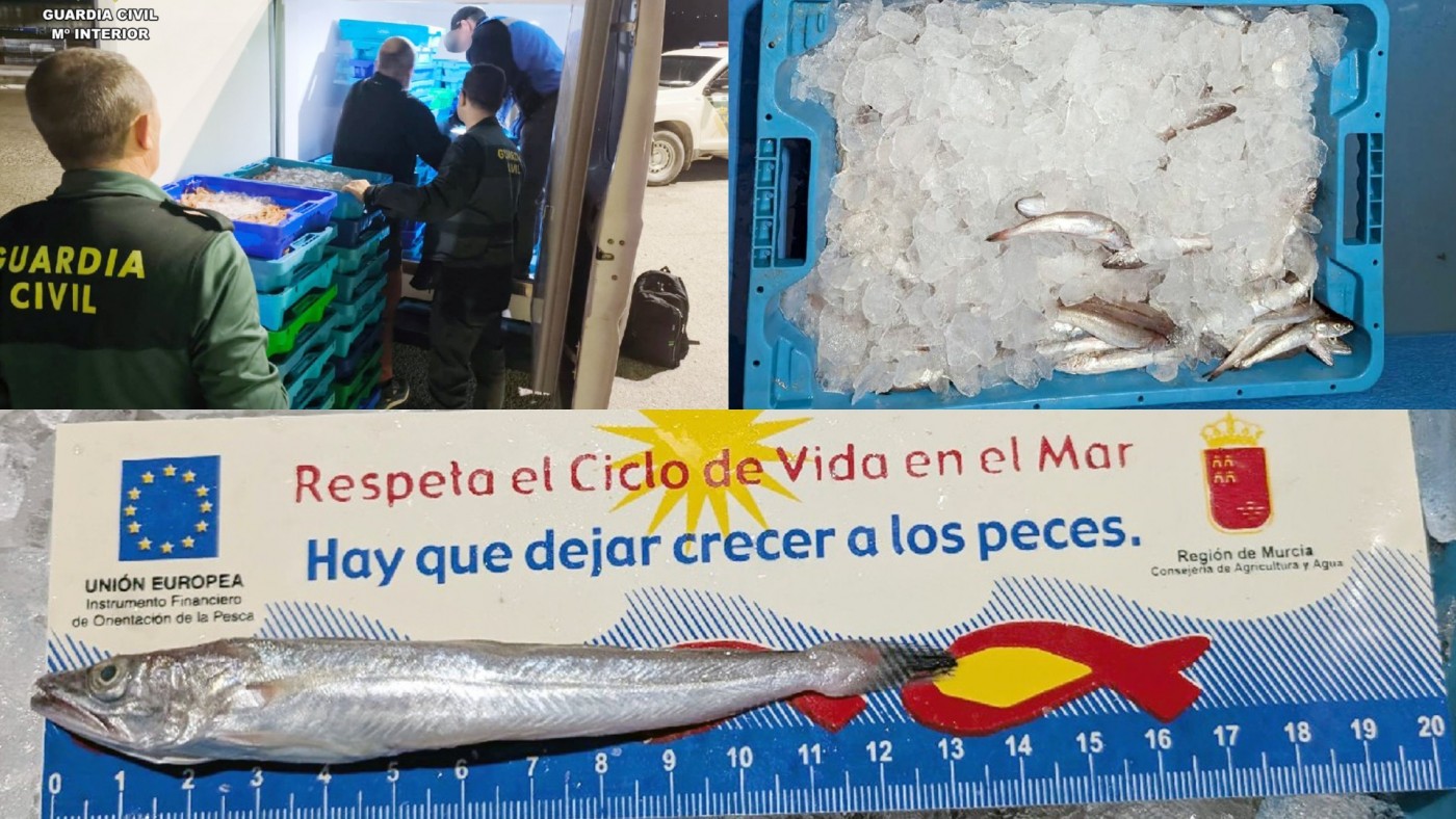 La Guardia Civil incauta más de 20 kg de merluza de talla ilegal en Murcia
