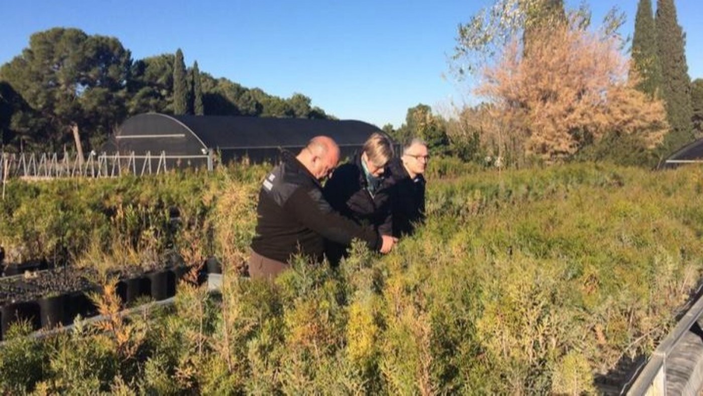 Más de veinte mil plantas para la ribera del Mar Menor