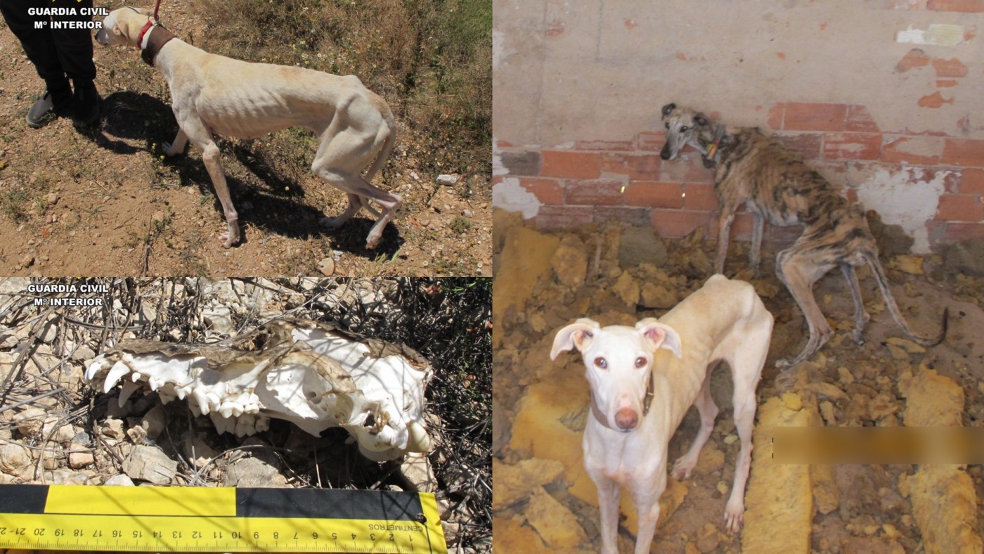 Investigan por maltrato animal al propietario de varios galgos