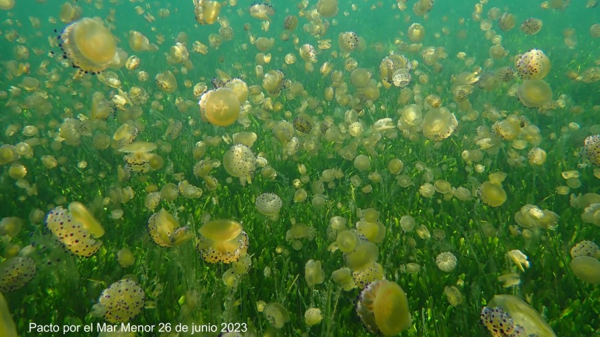 Pacto por el Mar Menor advierte sobre una "explosión de medusas" durante la última semana de junio