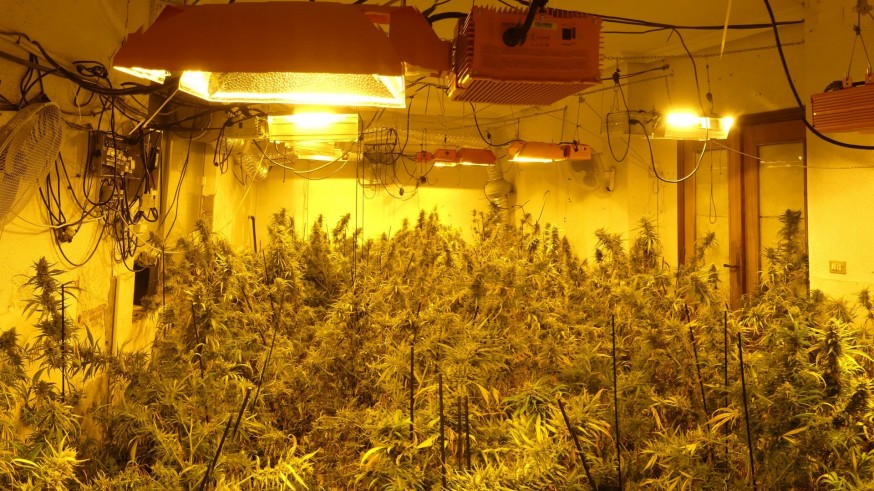 La Policía Nacional desmantela tres plantaciones de marihuana en Murcia