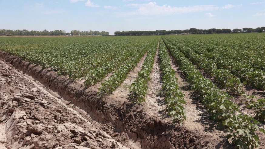 El regadío se "bebe" el 85% del agua de la cuenca del Segura