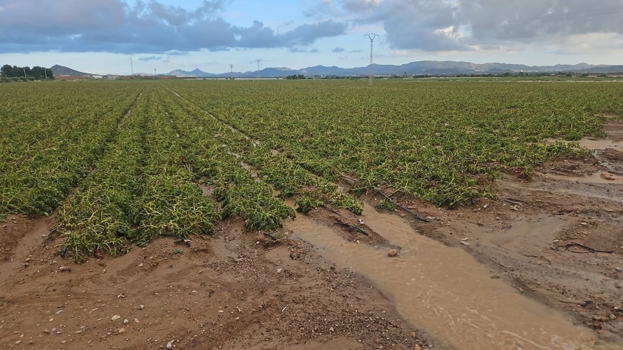 Aisladas fincas agrícolas en Los Alcázares cinco días después de la tromba de agua