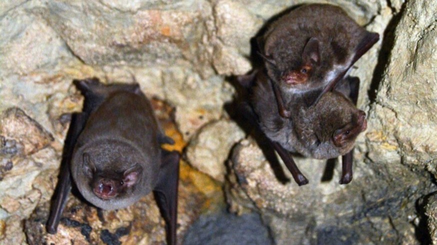 Campaña de voluntarios para la instalación de refugios artificiales para murciélagos en el parque natural del Calar del río Mundo