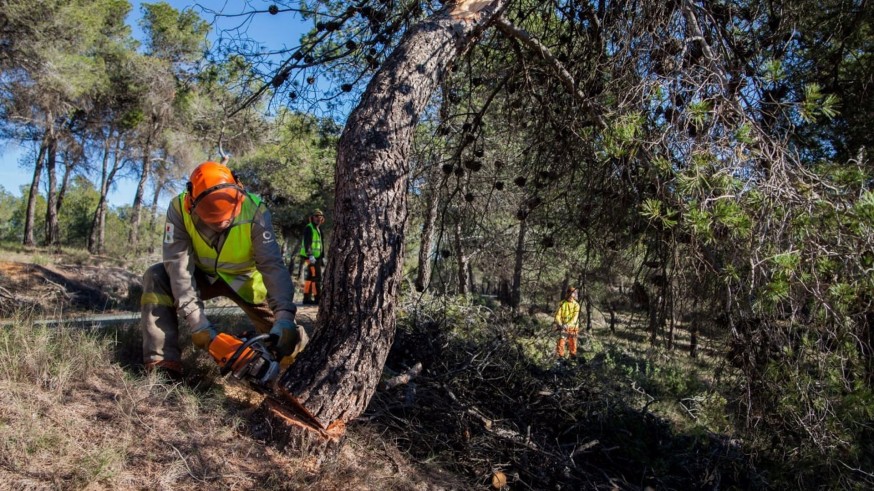 Cae un 84,5% la superficie afectada por los incendios forestales en la Región de Murcia