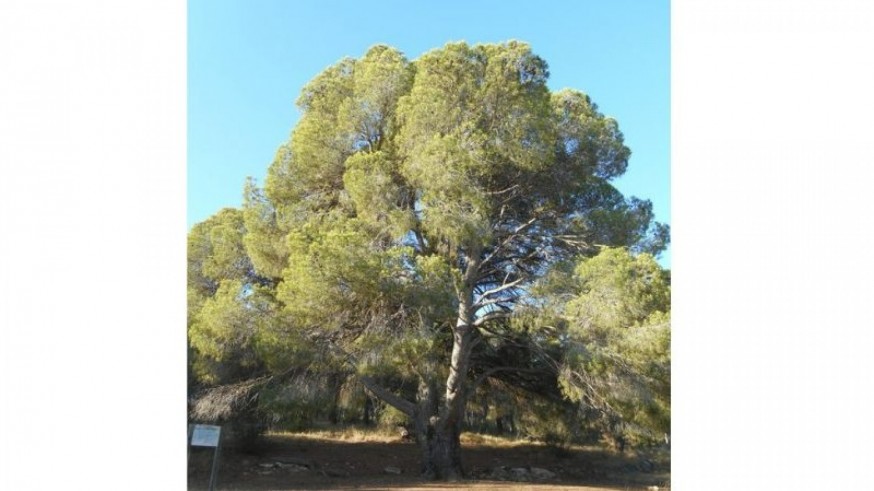 Conociendo Sierra Espuña. Árboles singulares