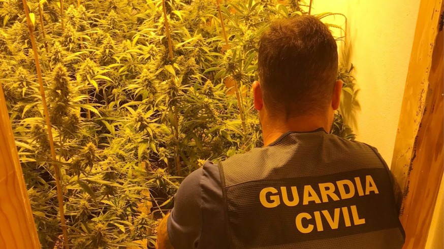 Desmantelan un piso en Totana con más de 200 plantas de marihuana 