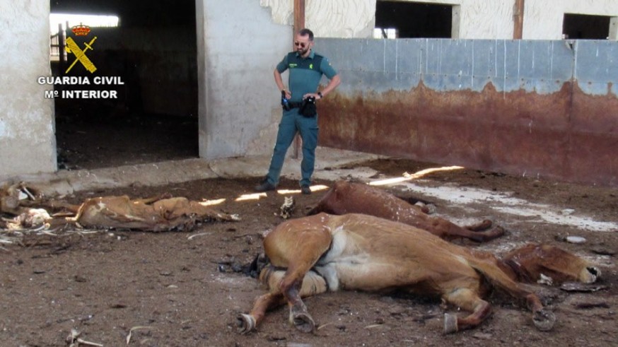 Colectivos animalistas reclaman mayor dureza en los delitos de maltrato