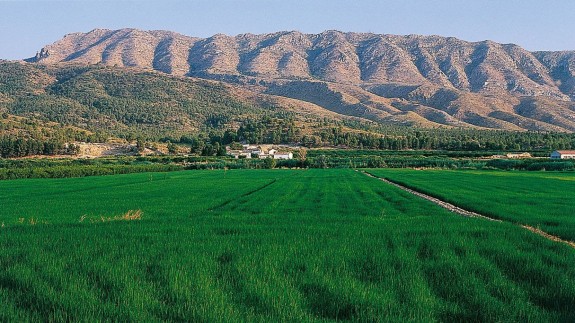 Plantaciones de arroz en Calasparra