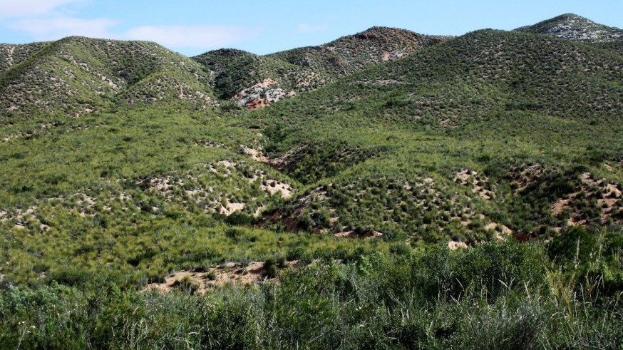 El 75% de las masas forestales no tiene un plan de gestión