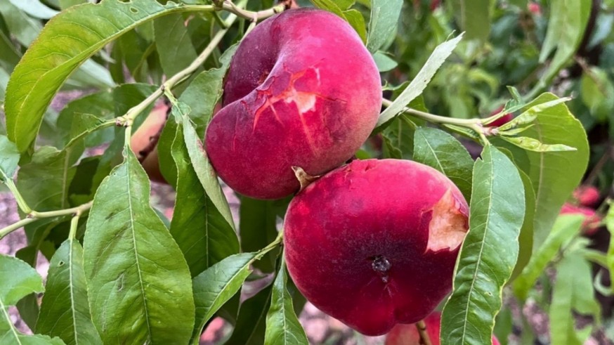 El granizo caído en Lérida y Extremadura puede acabar afectando al precio de la fruta de hueso murciana
