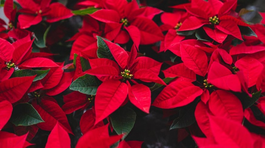 La magia de las plantas: como mantener con vida a la flor de pascua