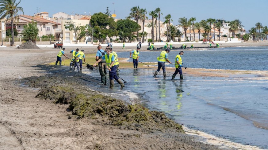 Cartagena contrata a 16 operarios para reforzar la limpieza y retirada de algas en el Mar Menor