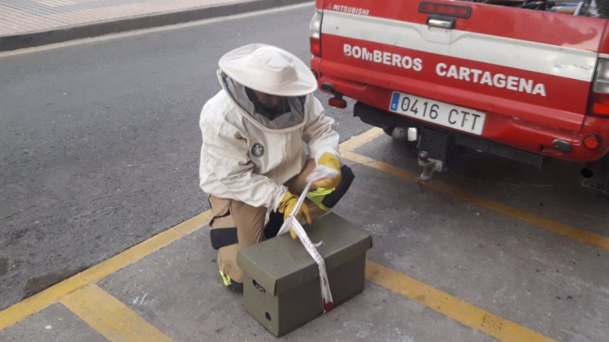 La primavera intensifica el trabajo de los bomberos de Cartagena contra los enjambres de abejas