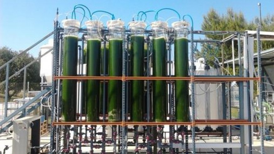 El cultivo sostenible de microalgas, una solución para reducir los nitratos en el acuífero del Campo de Cartagena