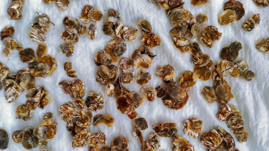 Robo en el Mar Menor: desaparece una línea clave de cultivo de ostras del proyecto RemediOS