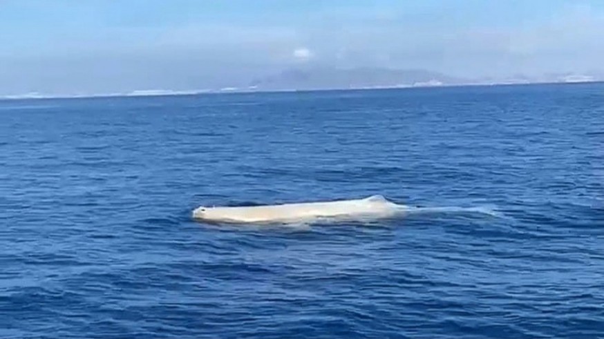 VÍDEO | 'Moby Dick' en aguas de Mazarrón