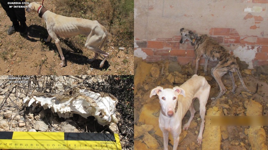 Investigan por maltrato animal al propietario de varios galgos